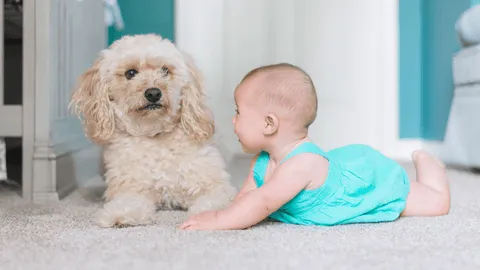 A baby crawling on a carpet beside a small dog