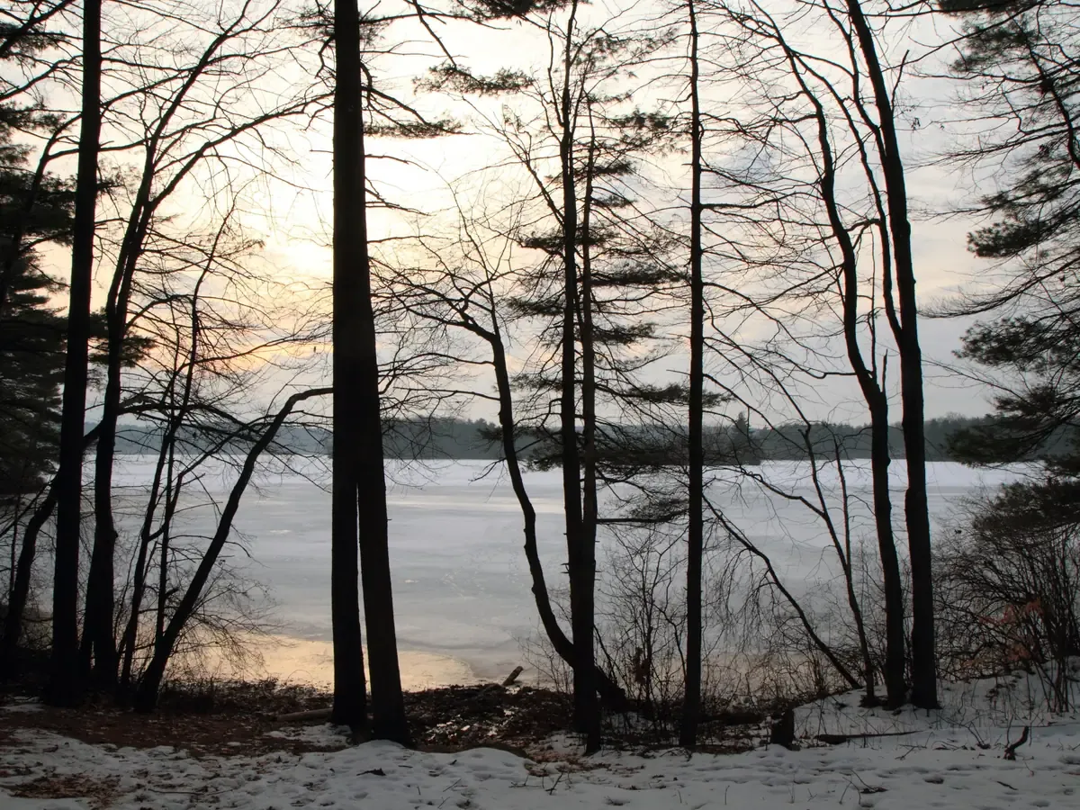 Bare trees along the shoreline of Lake Whitehall at dusk in Hopkinton
