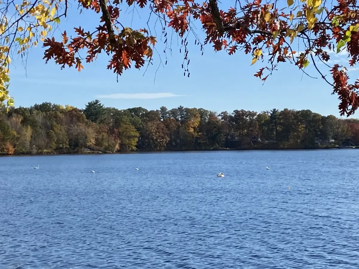 Autumn leaves framing the water at Chauncy Lake in Westborough